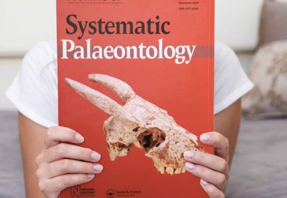 Systematic Palaeontology